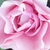 Roza - Vrtnice Floribunda     - Nagyhagymás